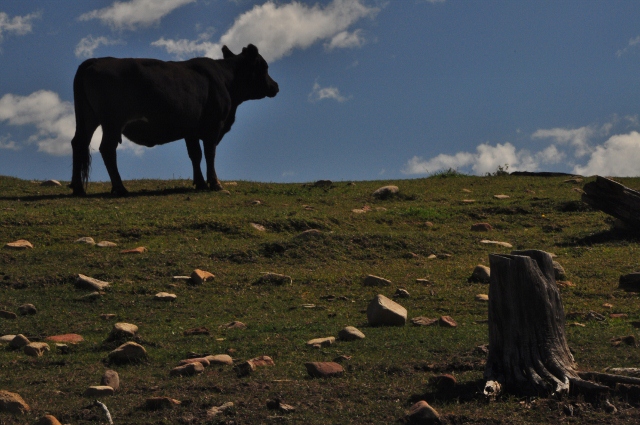 cows on Echo Basin Rd